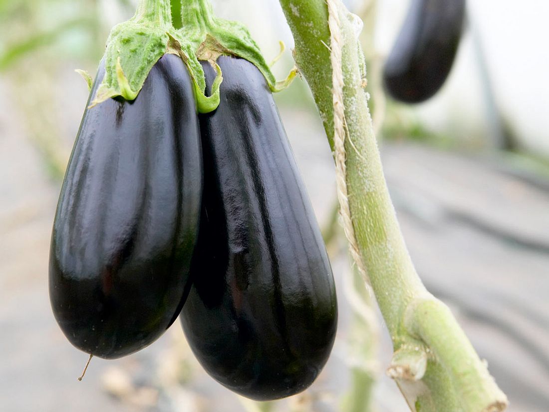 Aubergine - lila Köstlichkeit | LECKER