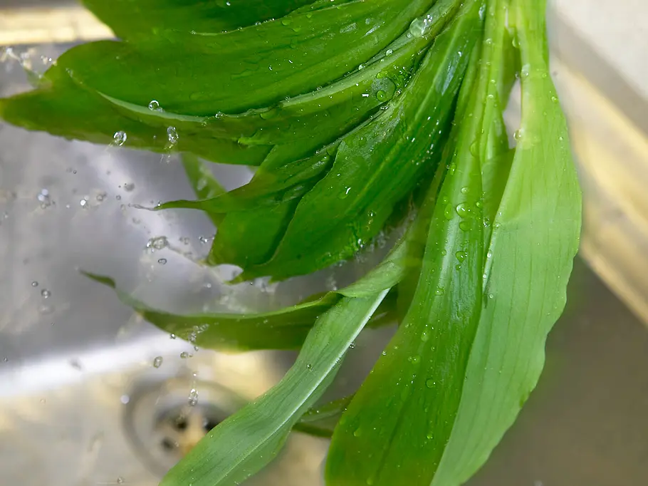Bärlauch waschen Frische Bärlauchblätter werden unter der spüle mit Wasser abgewaschen.