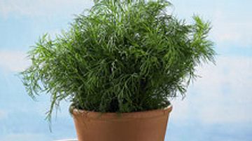 Dill