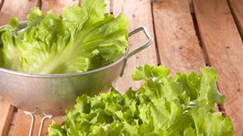 Endiviensalat - aromatischer Blattsalat mit Biss