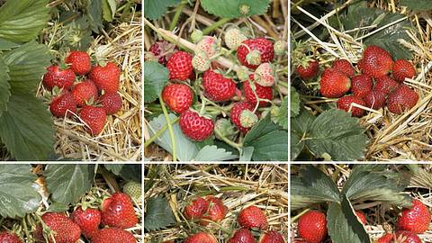 Erdbeersorten - Foto: Bundessortenamt / LECKER.de