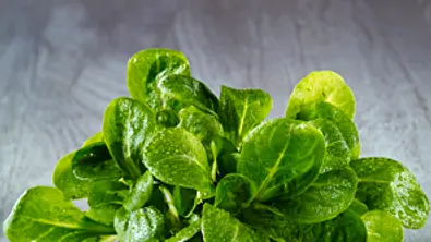 Feldsalat - nährstoffreicher Wintersalat