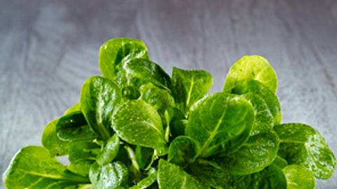Feldsalat - nährstoffreicher Wintersalat