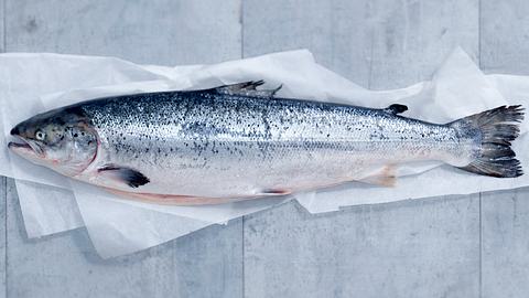 Fischratgeber - Foto: House of Food / Bauer Food Experts KG