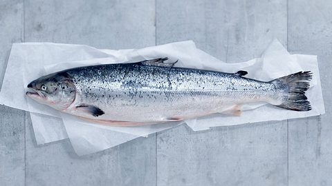 Frischer Fisch