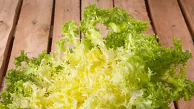Friséesalat - würziger Krauskopf