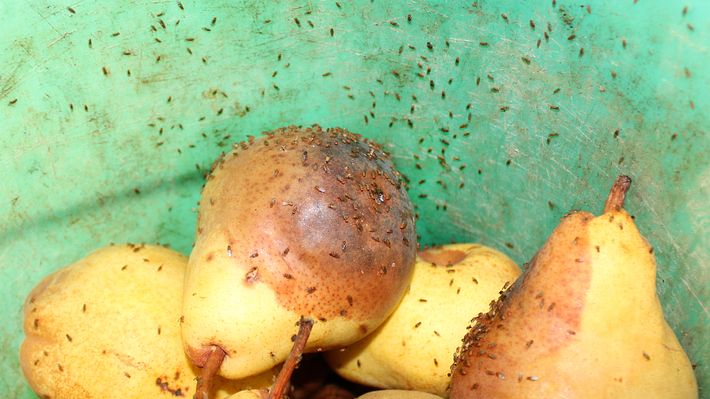 Birnen, die von Fruchtfliegen befallen sind - Foto: iStock, Martina Unbehauen