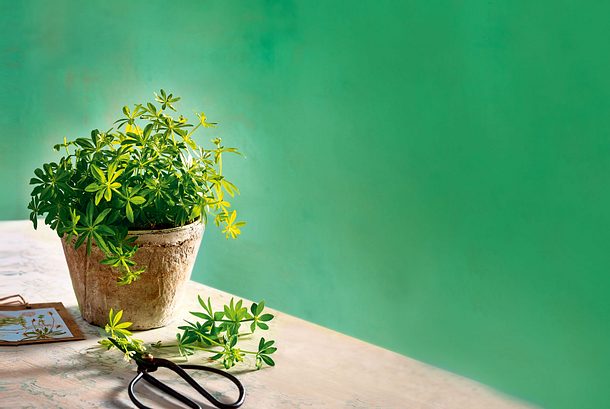 Grundrezept für Waldmeistersirup Rezept Grundrezept für Waldmeistersirup Rezept