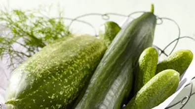 Gurke – grün und knackig