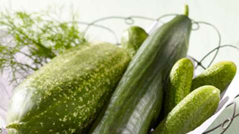 Gurke – grün und knackig