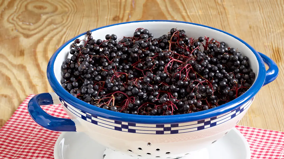 Holunderbeeren - Foto: LECKER @ Bauer Media Group