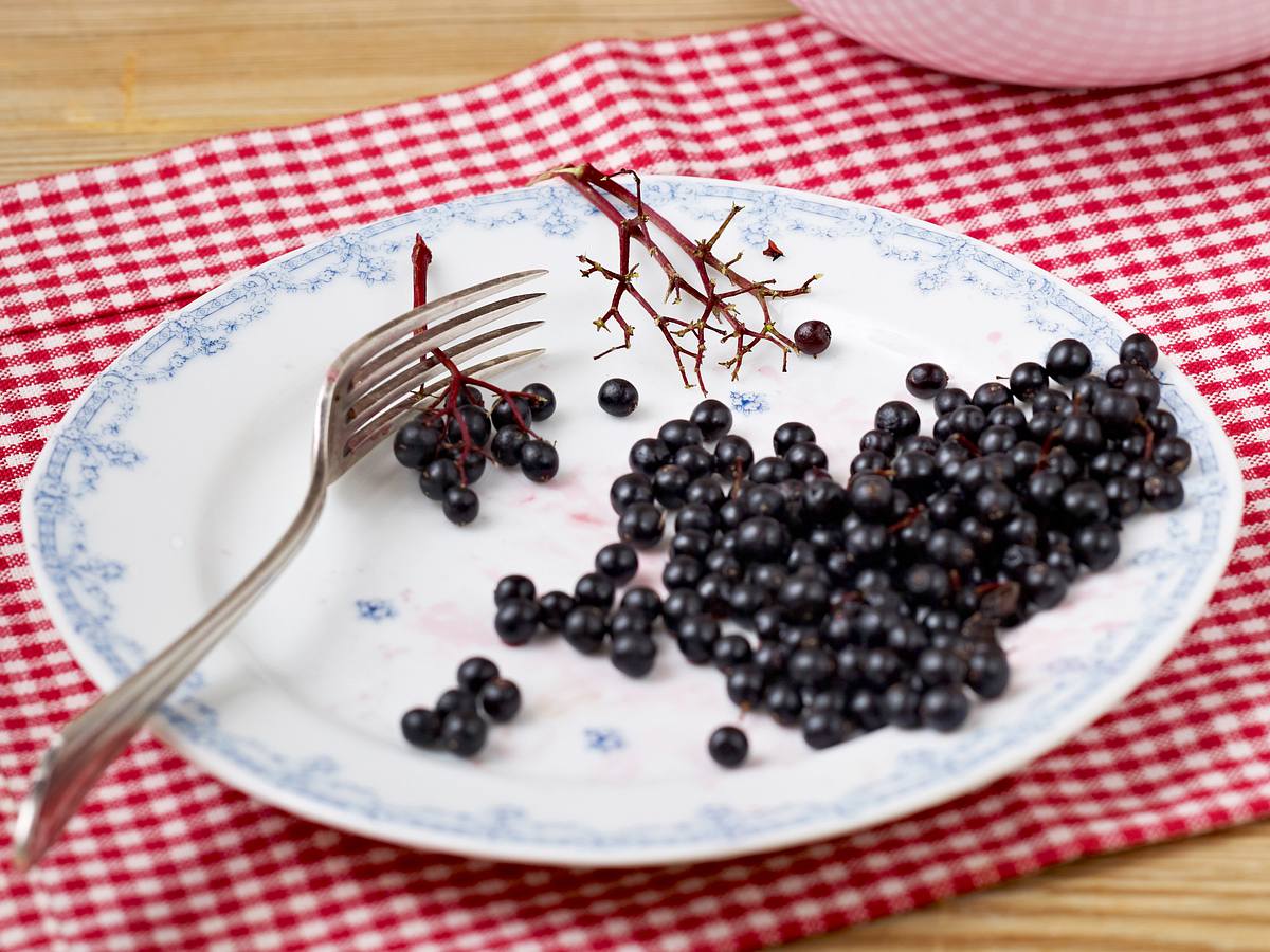 Holunderbeeren von den Dolden streifen