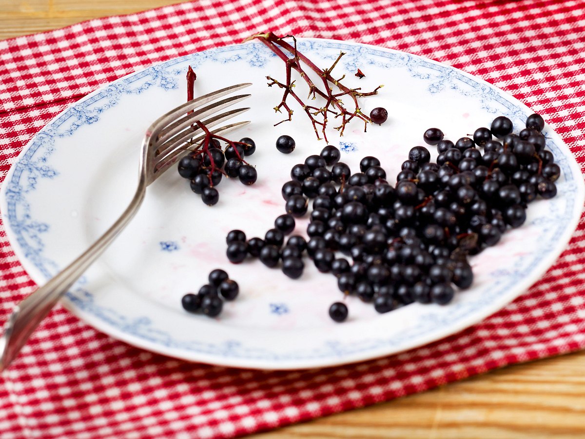 Holunderbeeren mit einer Gabel von den Dolden gestreift