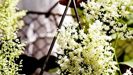 Holunderblüten – essbare Dolden des Holunders