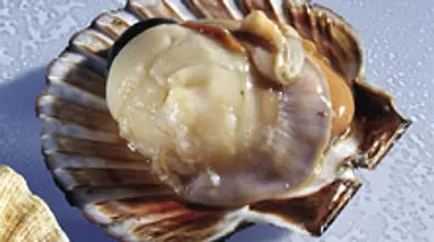 Jakobsmuscheln