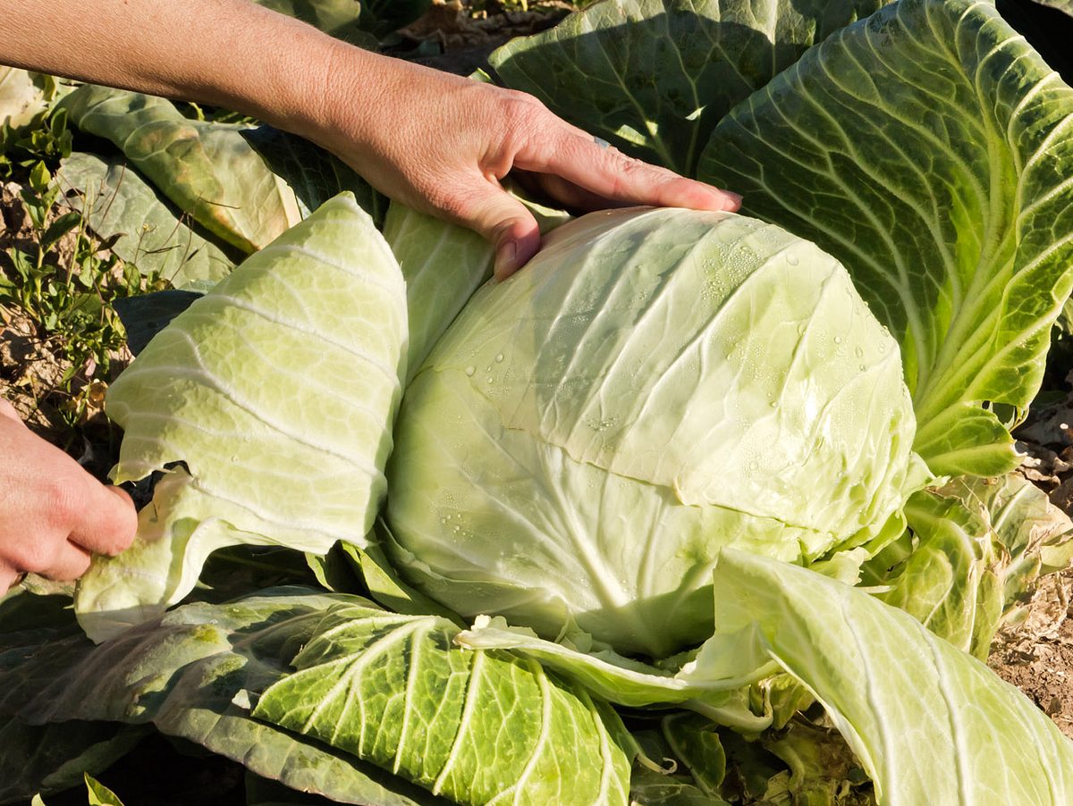 Von wegen nur simple Beilage: Weißkohl ist ein echtes Superfood!