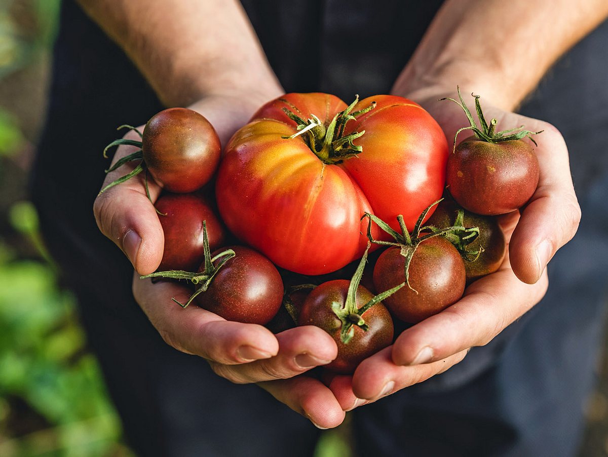 Bereit für die Tomaten-Saison?