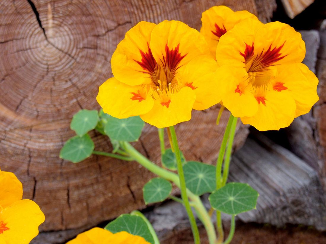 Kapuzinerkresse scharfe Blätter, hübsche Blüten LECKER
