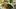 Karpfen auf provenzalische Art Rezept - Foto: Klemme
