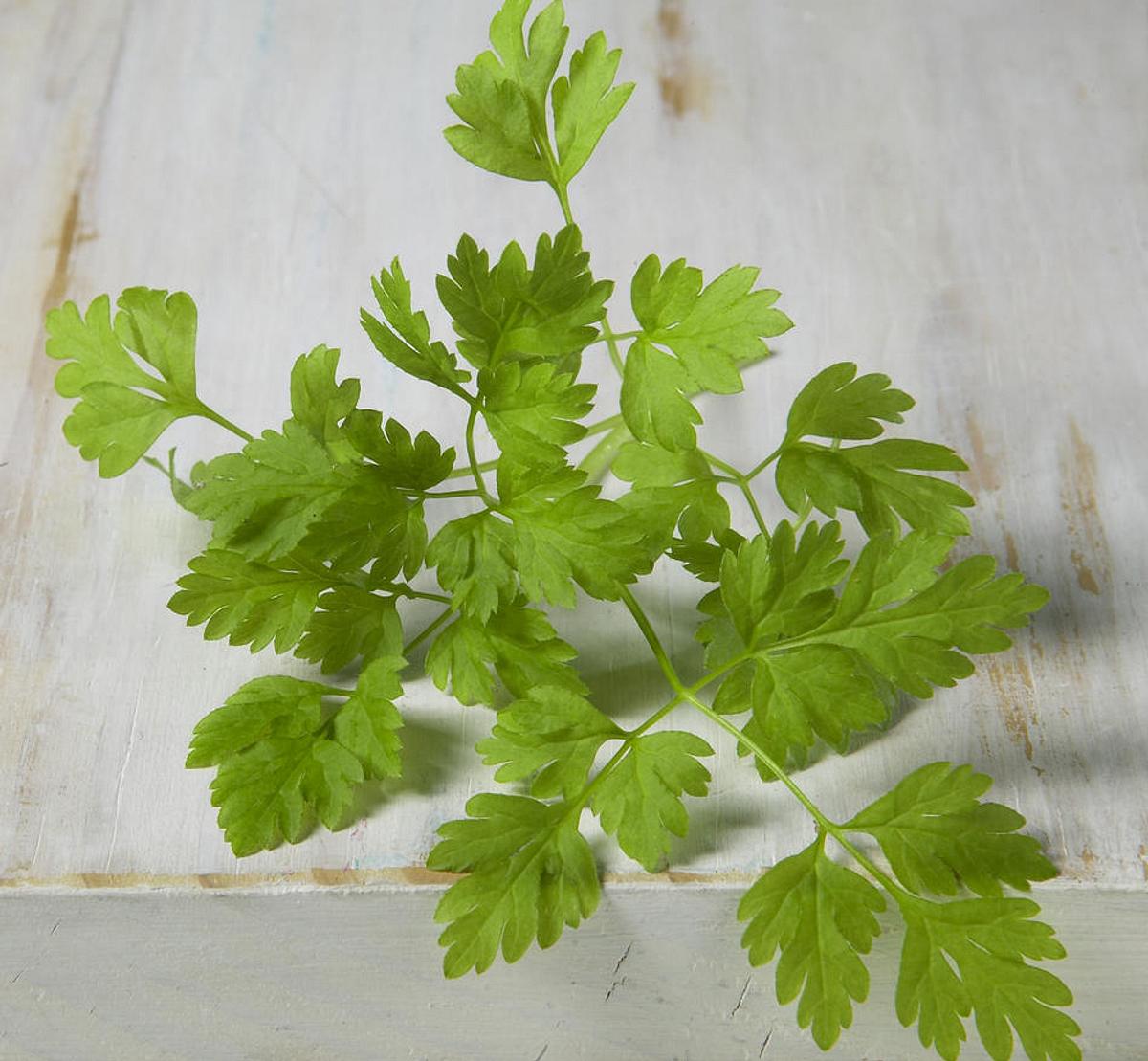 Kerbel - Frühlingskraut mit zartem Anisaroma - kerbel