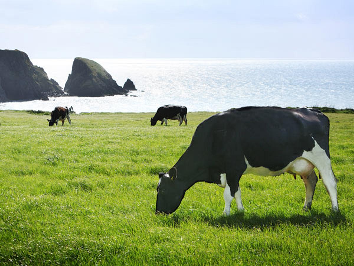 Was ist das Besondere am Kerrygold Weidemilch-Prinzip? - kerrygold_weidemilch_b