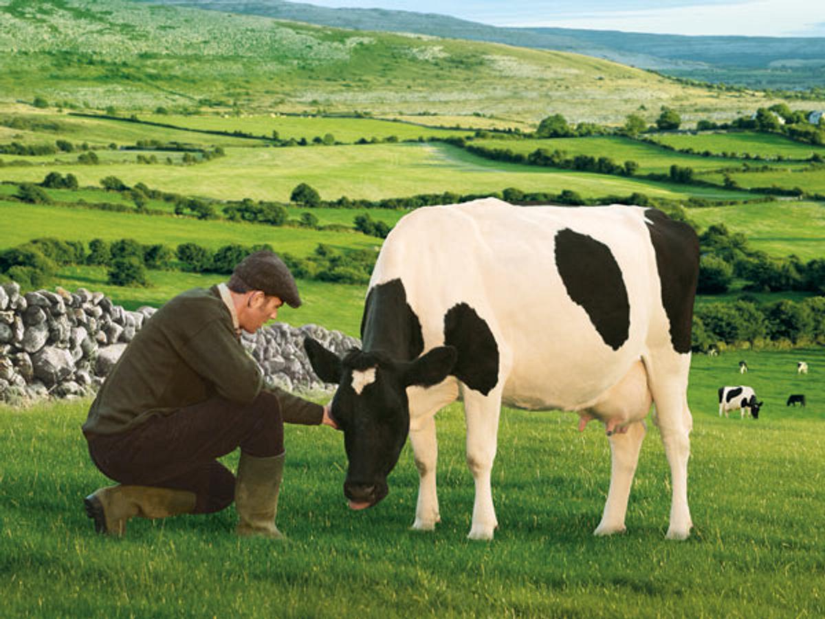 Was ist das Besondere am Kerrygold Weidemilch-Prinzip? - kerrygold_weidemilch_b2