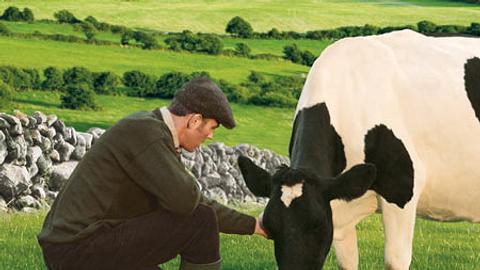 Was ist das Besondere am Kerrygold Weidemilch-Prinzip?