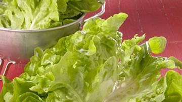Kopfsalat - grüner Salatklassiker