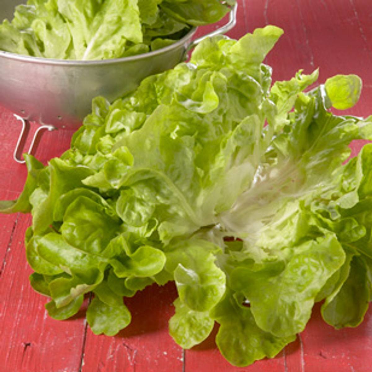 Kopfsalat - grüner Salatklassiker - kopfsalat_2