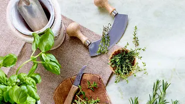 Küchenkräuter - Tipps zum Kochen und Backen Küchenkräuter - Tipps zum Kochen und Backen