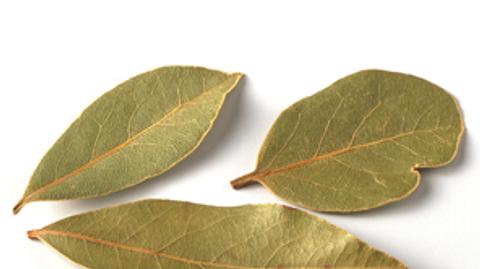 Lorbeer – kräftig-aromatisches Blatt
