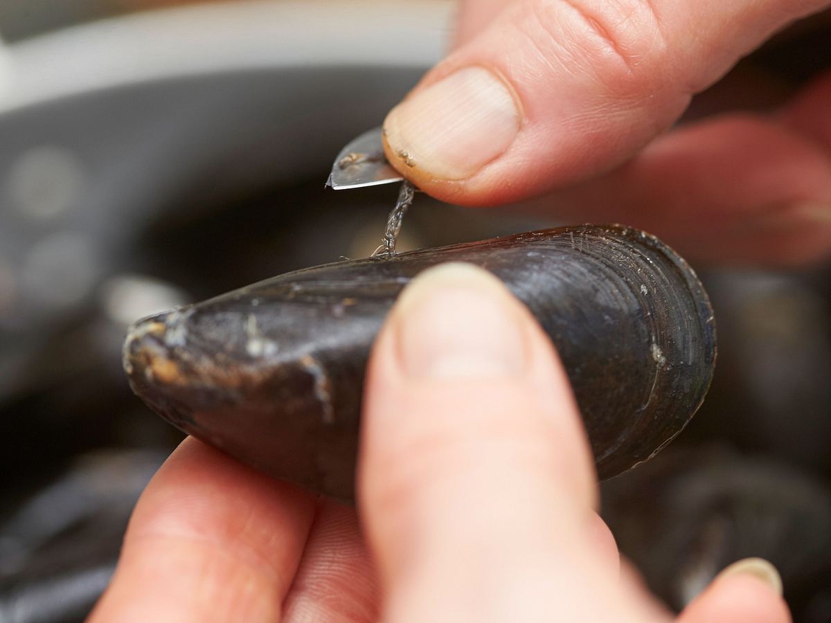 Muschelbart entfernen