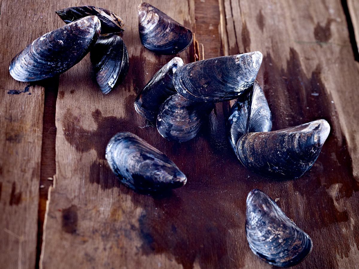 Miesmuscheln werden wild gefangen, aber auch gezüchtet.