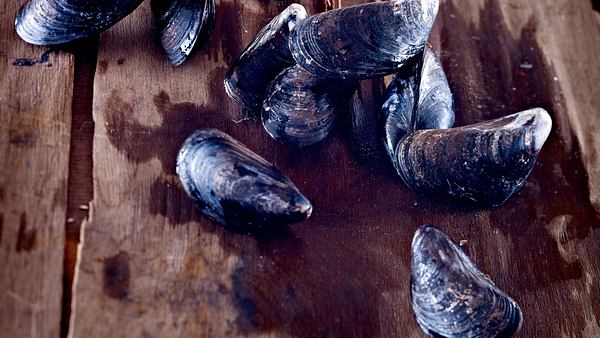 Miesmuscheln werden wild gefangen, aber auch gezüchtet.