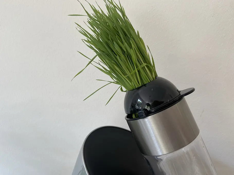 Frisches Gerstengras im langen Einfüllschacht Frisches Gerstengras im langen Einfüllschacht