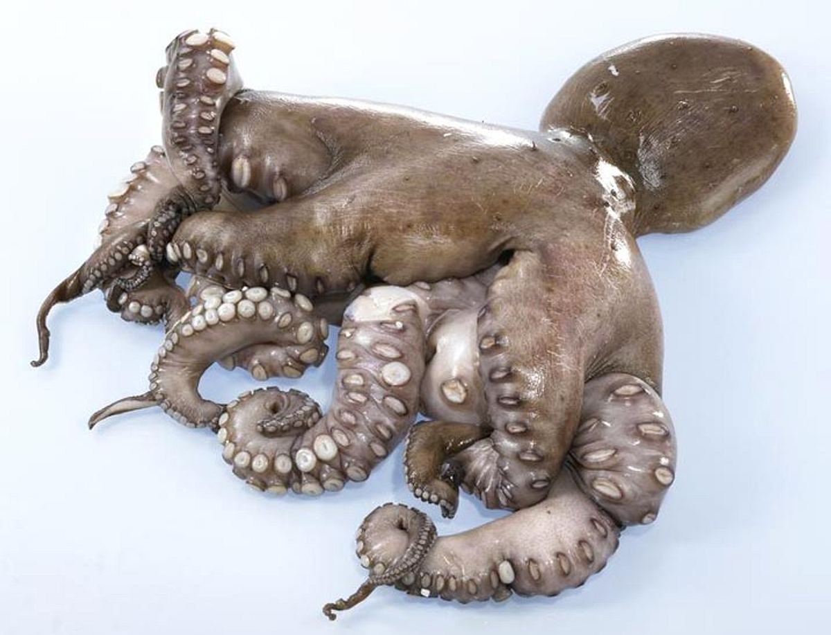 Oktopus - octopus