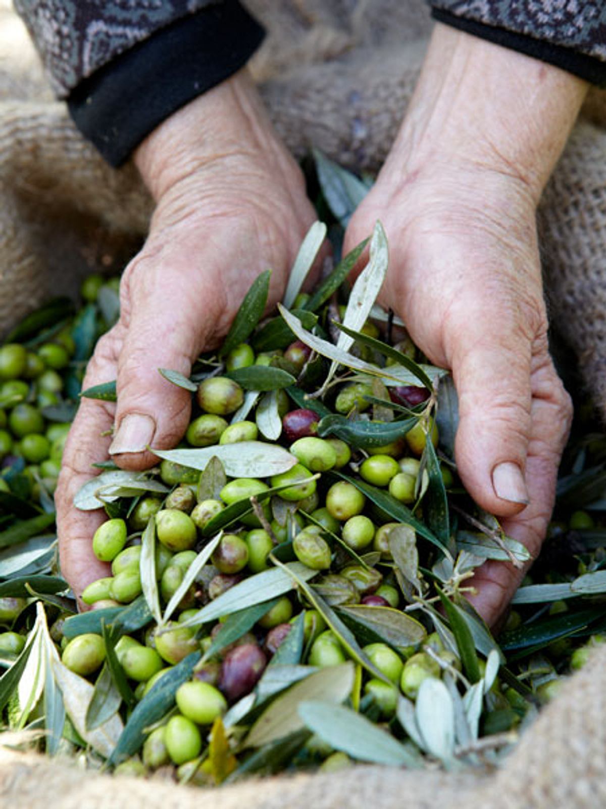 Olive – mediterrane Steinfrucht - olive_ernte