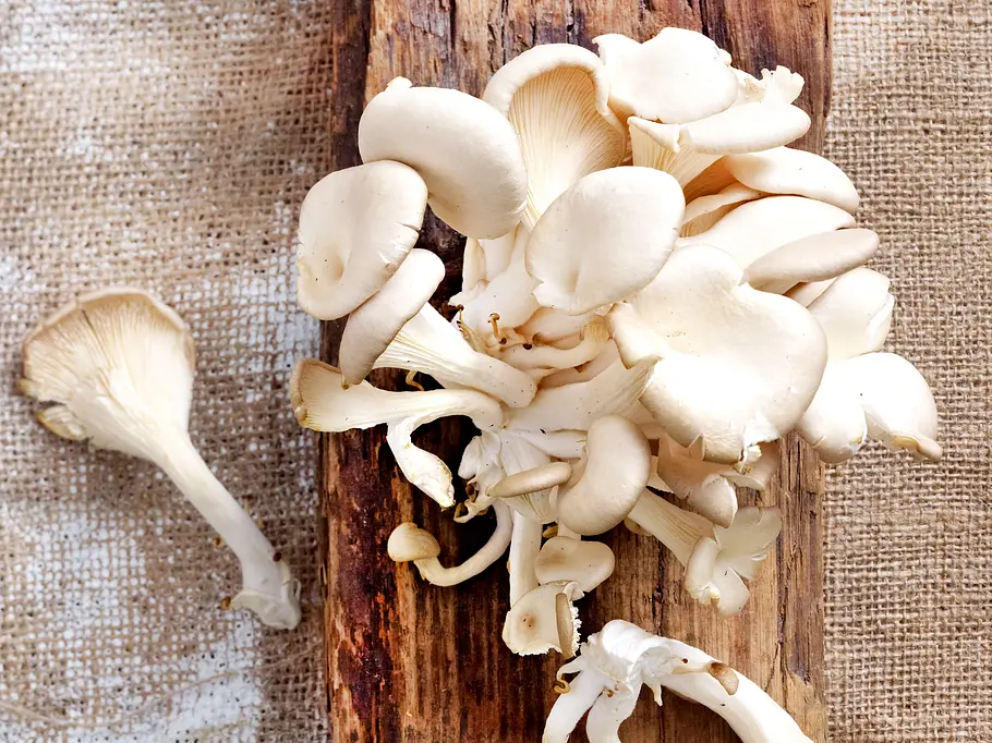 Austernpilze – festes Fleisch, kräftiges Aroma Pilzarten: Austernpilze