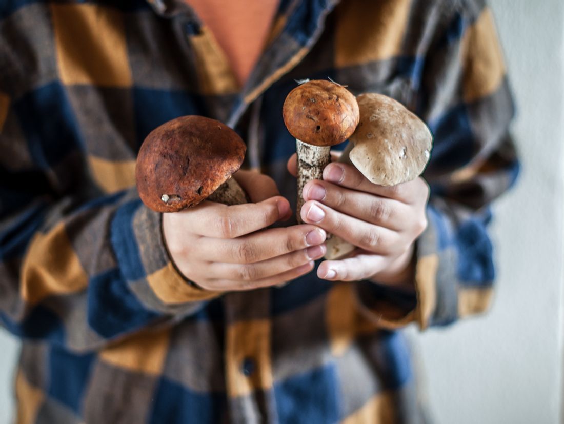 Pilze züchten - So geht's richtig! | LECKER