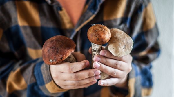 Pilze züchten - Foto: Cavan Images / Getty Images
