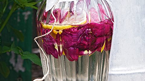 Rosensirup Rezept - Foto: House of Food / Bauer Food Experts KG