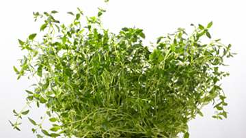 Thymian – aromatisches Würzkraut