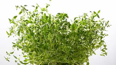 Thymian – aromatisches Würzkraut