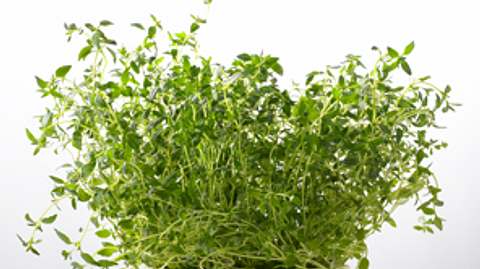 Thymian – aromatisches Würzkraut