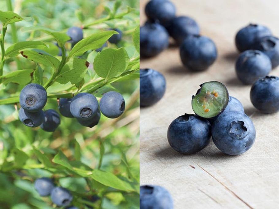 Waldheidelbeeren (links) und Kulturheidelbeeren (rechts)