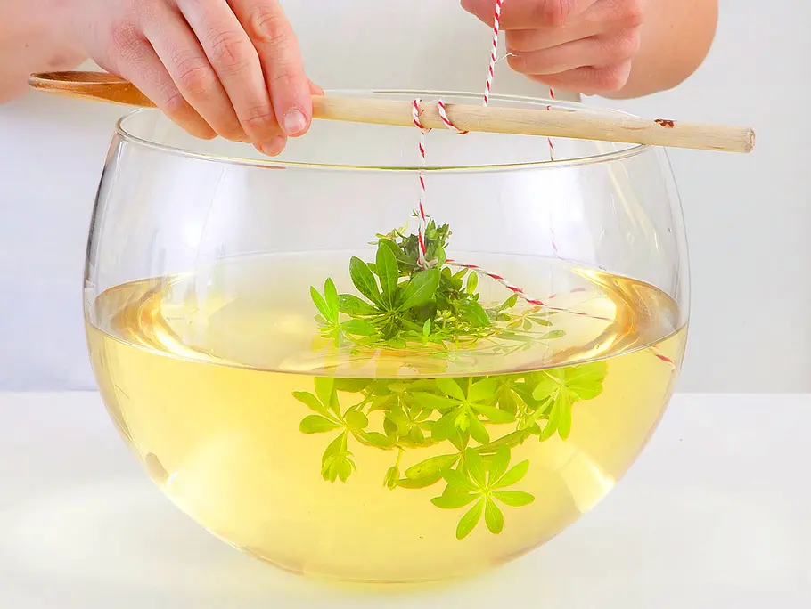 Waldmeister wird an einem Küchengarn kopfüber in eine Schüssel mit Weißwein gehangen.